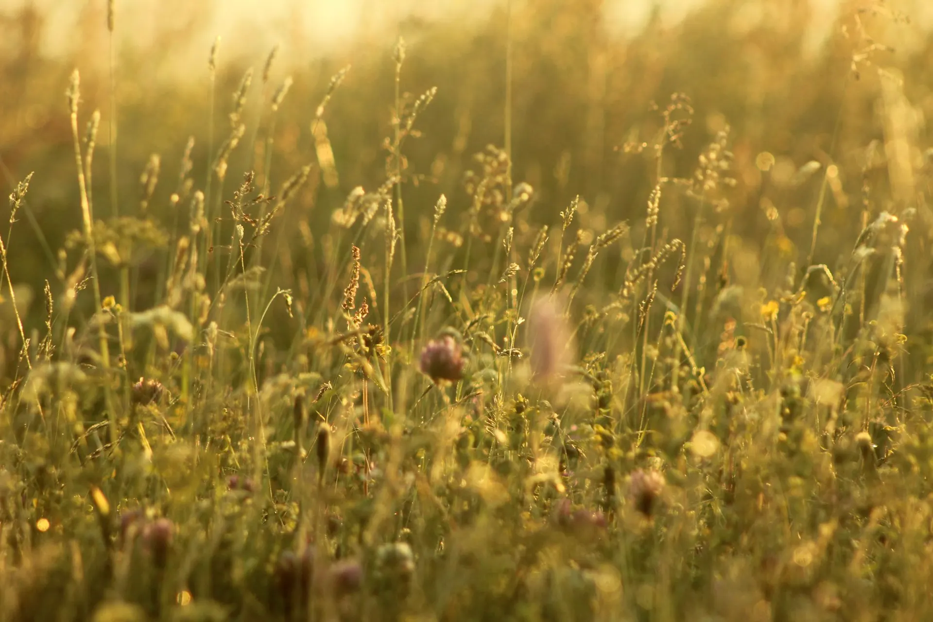 Goldene Sommerwiese im Gegenlicht